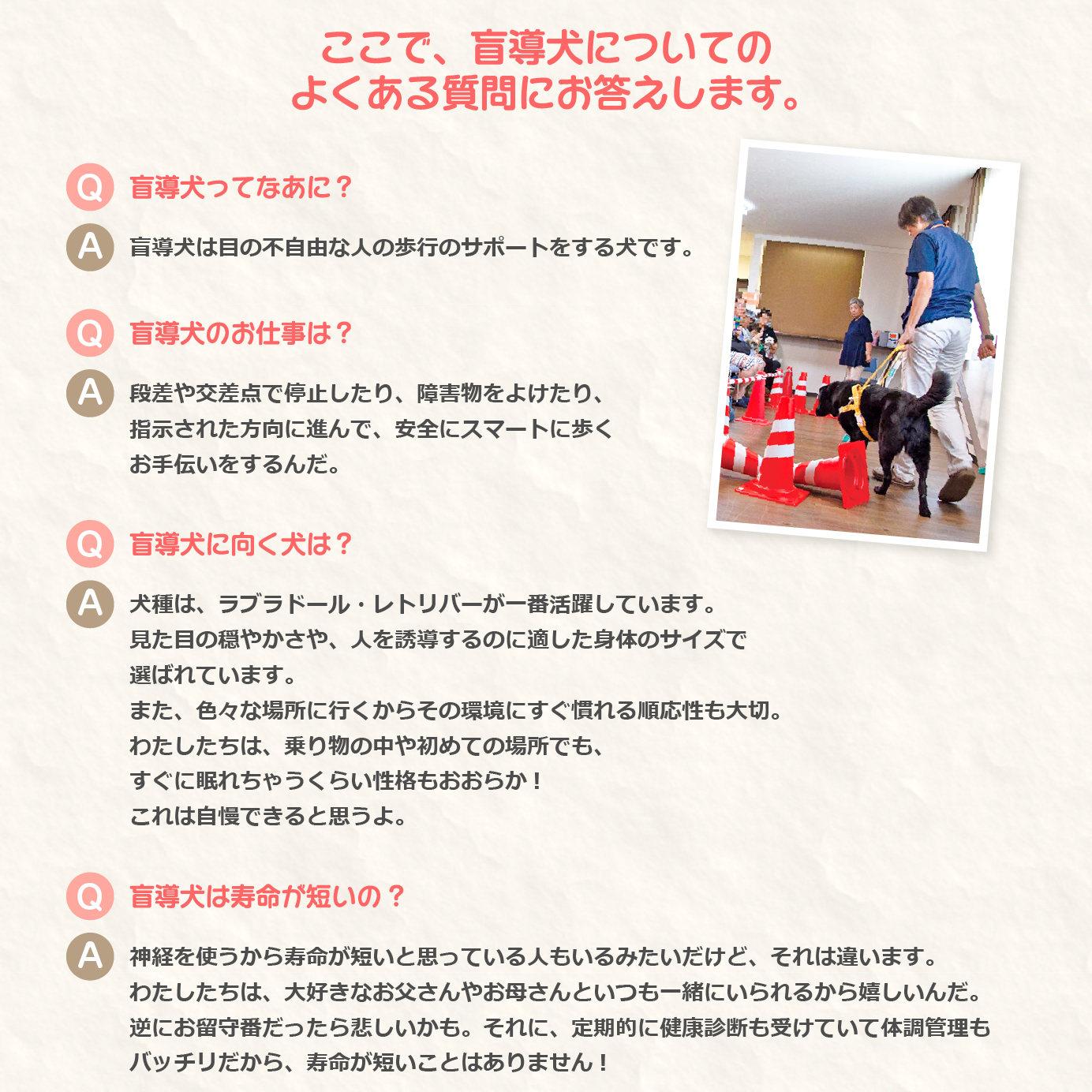 盲導犬についてのよくある質問にお答えします。