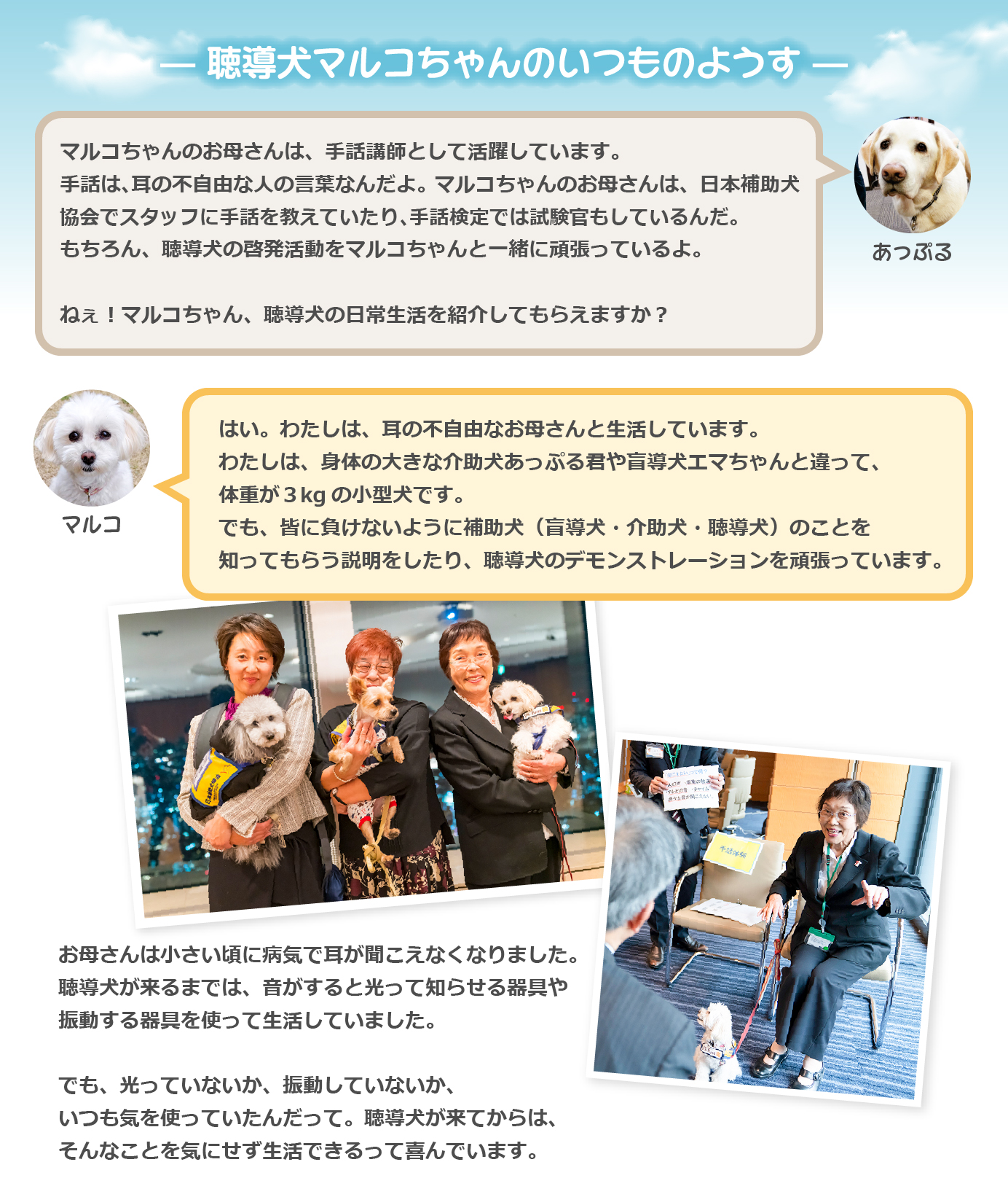 聴導犬マルコちゃんのいつものようす