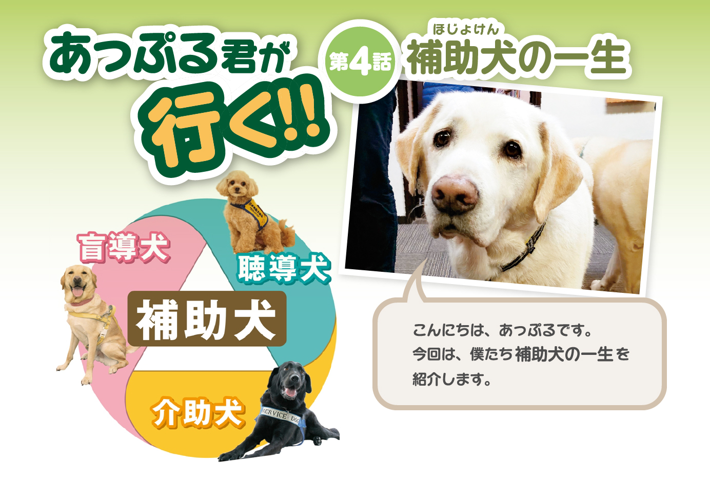 あっぷる君が行く！【第4話】補助犬の一生
