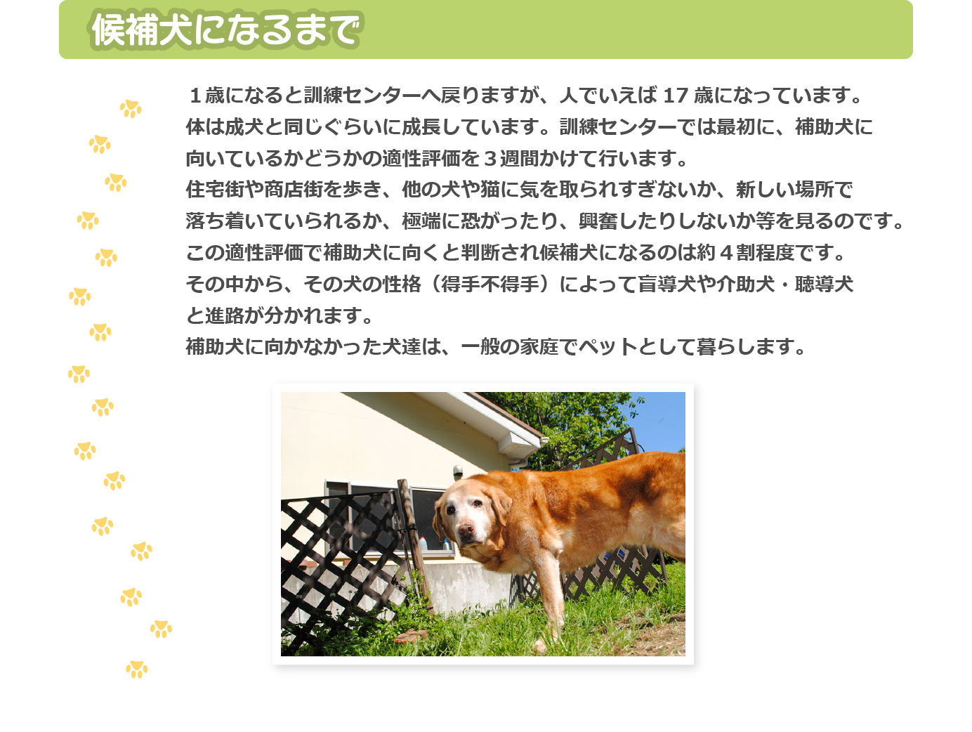 候補犬になるまで
