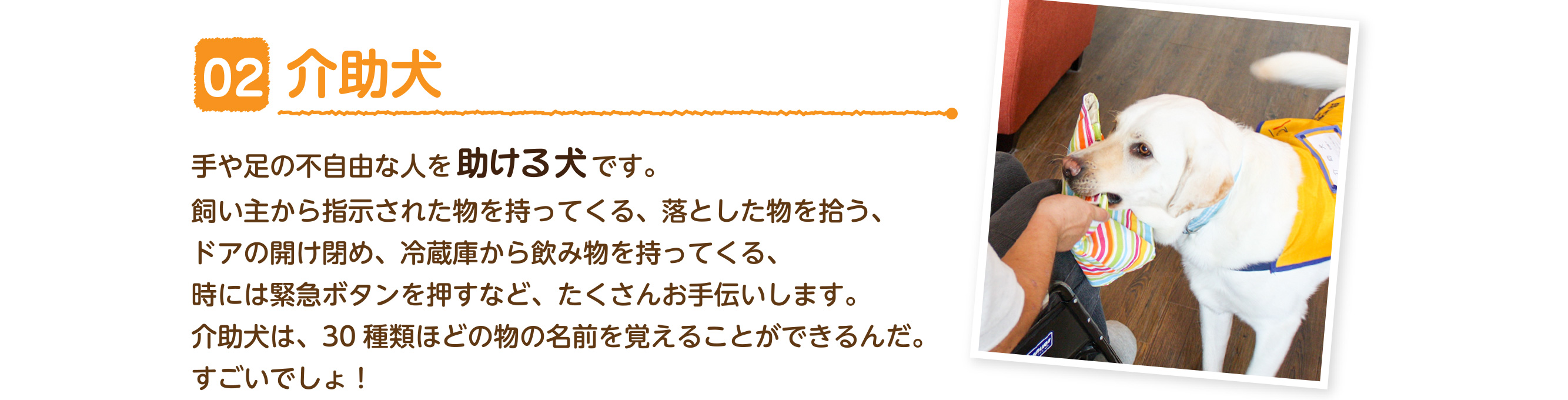 介助犬：手や足の不自由な人を助ける犬です。　飼い主から指示された物を持ってくる、落とした物を拾う、ドアの開け閉め、冷蔵庫から飲み物を持ってくる、時には緊急ボタンを押すなど、たくさんお手伝いします。介助犬は、30種類ほどの物の名前を覚えることができるんだ。すごいでしょ！