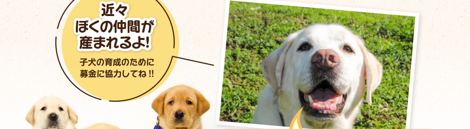 近々ぼくの仲間が産まれるよ。子犬の育成のために募金に協力してね!!