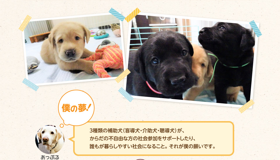 僕の夢!3種類の補助犬（盲導犬・介助犬・聴導犬）が、からだの不自由な方の社会参加をサポートしたり、誰もが暮らしやすい社会になること。それが僕の願いです。