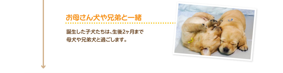 お母さん犬や一緒