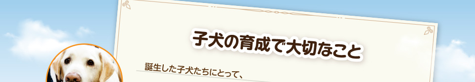 子犬の育成で大切なこと