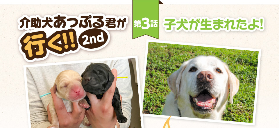 【介助犬あっぷる君が行く！2nd】第3話 子犬が生まれたよ！