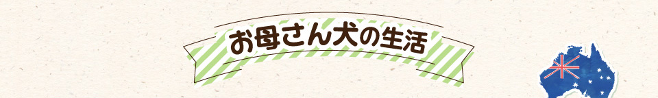 お母さん犬の生活