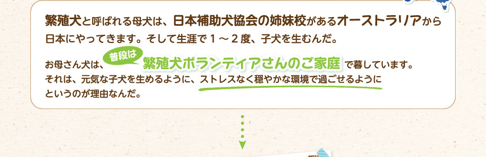 普段は繁殖犬ボランティアさんのご家庭で暮しています。