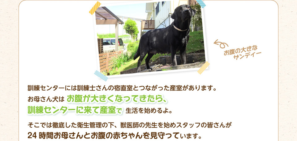 お母さん犬はお腹が大きくなってきたら、訓練センターに来て産室で生活を始めるよ。