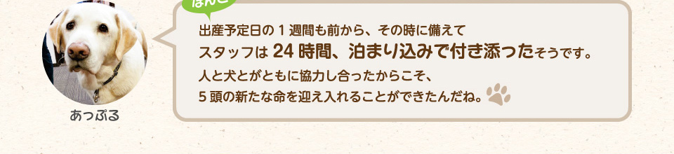 出産予定日の1週間も前から、その時に備えてスタッフは24時間、泊まり込みで付き添ったそうです。人と犬とがともに協力し合ったからこそ、5頭の新たな命を迎え入れることができたんだね。