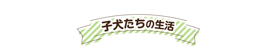 子犬たちの生活