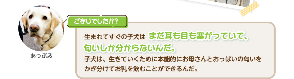 ご存じでしたか？生まれてすぐの子犬はまだ耳も目も塞がっていて、匂いしか分からないんだ。子犬は、生きていくために本能的にお母さんとおっぱいの匂いをかぎ分けてお乳を飲むことができるんだ。