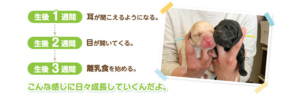 生後1週間　耳が聞こえるようになる。生後2週間　目が開いてくる。生後3週間　離乳食を始める。こんな感じに日々成長していくんだよ。