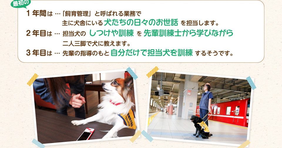 最初の1年間は飼育管理と呼ばれる業務で主に犬舎にいる犬たちの日々のお世話を担当します。2年目からは担当犬のしつけや訓練を先輩訓練士から学びながら二人三脚で犬に教え、3年目は先輩の指導のもと自分だけで担当犬を訓練するそうです。