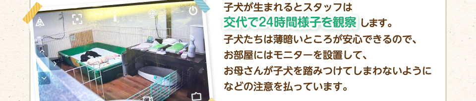 子犬が生まれるとスタッフは交代で24時間様子を観察します。