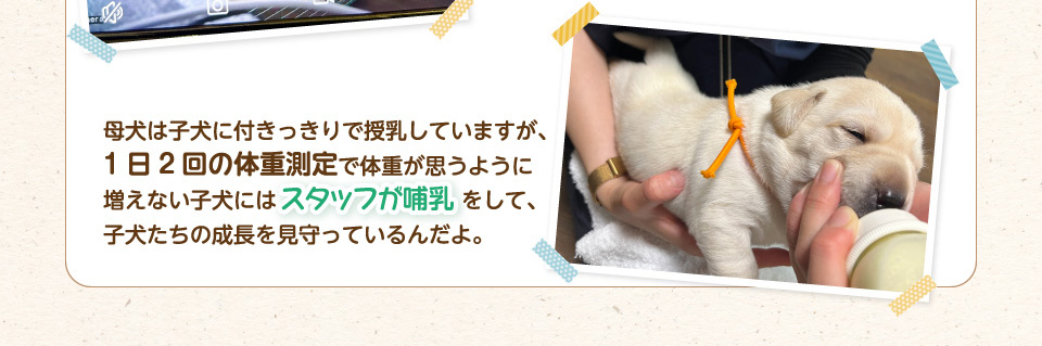母犬は子犬に付きっきりで授乳していますが、1日2回の体重測定で体重が思うように増えない子犬にはスタッフが哺乳をして、子犬たちの成長を見守っているんだよ。
