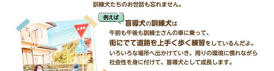 訓練犬たちのお世話も忘れません。例えば、盲導犬の訓練犬は午前も午後も訓練士さんの車に乗って、街に出て道路を上手く歩く練習をしているんだよ。いろいろな場所へ出かけていき、周りの環境に慣れながら社会性を身に付けて、盲導犬として成長します。