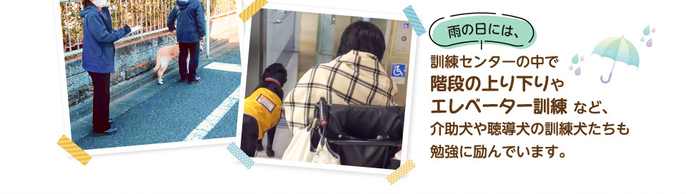 雨の日には、訓練センターの中で階段の上り下りやエレベーター訓練など、介助犬や聴導犬の訓練犬たちも勉強に励んでいます。
