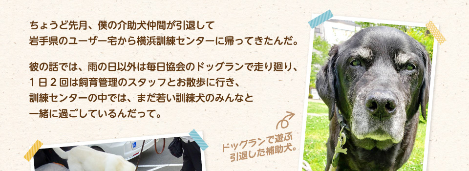 更に協会には、現役を引退した補助犬もいるんだ。ちょうど先月、僕の介助犬仲間が引退して岩手県のユーザー宅から横浜訓練センターに帰ってきたんだ。彼の話では、雨の日以外は毎日協会のドッグランで走り廻り、1日2回は飼育管理のスタッフとお散歩に行き、訓練センターの中では、まだ若い訓練犬のみんなと一緒に過ごしているんだって。