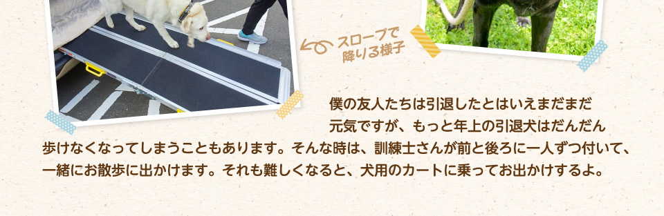 僕の友人たちは引退したとはいえまだまだ元気ですが、もっと年上の引退犬はだんだん歩けなくなってしまうこともあります。そんな時は、訓練士さんが前と後ろに一人ずつ付いて、一緒にお散歩に出かけます。それも難しくなると、犬用のカートに乗ってお出かけするよ。