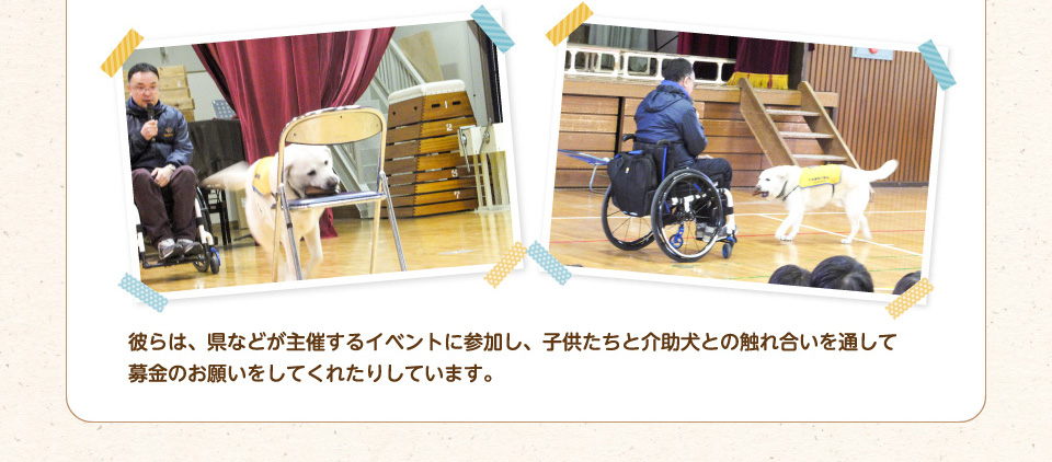 彼らは、県などが主催するイベントに参加し、子供たちと介助犬との触れ合いを通して募金のお願いをしてくれたりしています。