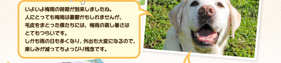 いよいよ梅雨の時期が到来しましたね。人にとっても梅雨は憂鬱かもしれませんが、毛皮をまとった僕たちには梅雨の蒸し暑さはとてもつらいです。しかも雨の日も多くなり、外出も大変になるので、楽しみが減ってちょっぴり残念です。