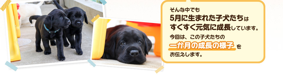 そんな中でも5月に生まれた子犬たちはすくすく元気に成長しています。今回は、この子犬たちの一か月の成長の様子をお伝えします。