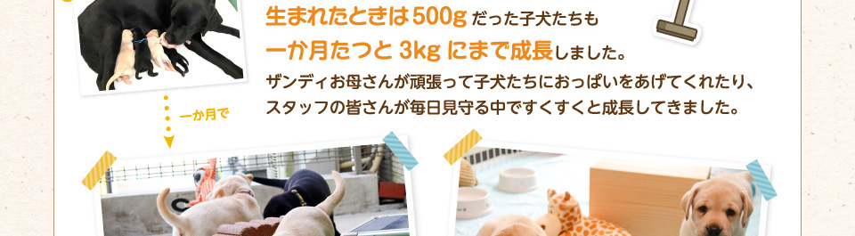 生まれたときは500グラムだった子犬たちも一か月たつと3㎏にまで成長しました。ザンディお母さんが頑張って子犬たちにおっぱいをあげてくれたり、スタッフの皆さんが毎日見守る中ですくすくと成長してきました。
