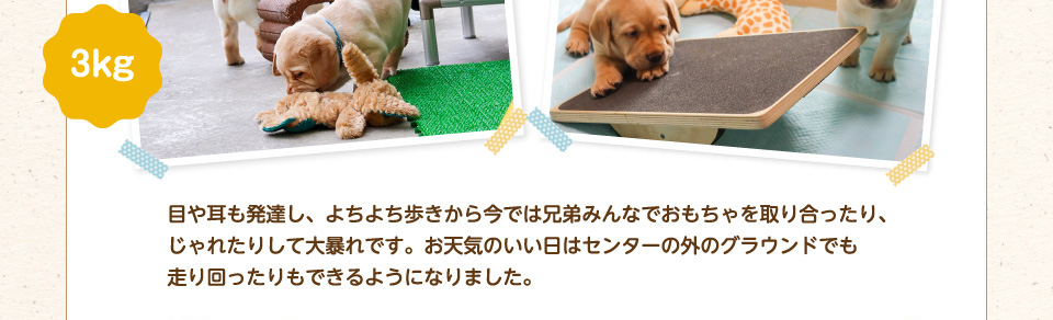 目や耳も発達し、よちよち歩きから今では兄弟みんなでおもちゃを取り合ったり、じゃれたりして大暴れです。お天気のいい日はセンターの外のグラウンドでも走り回ったりもできるようになりました。