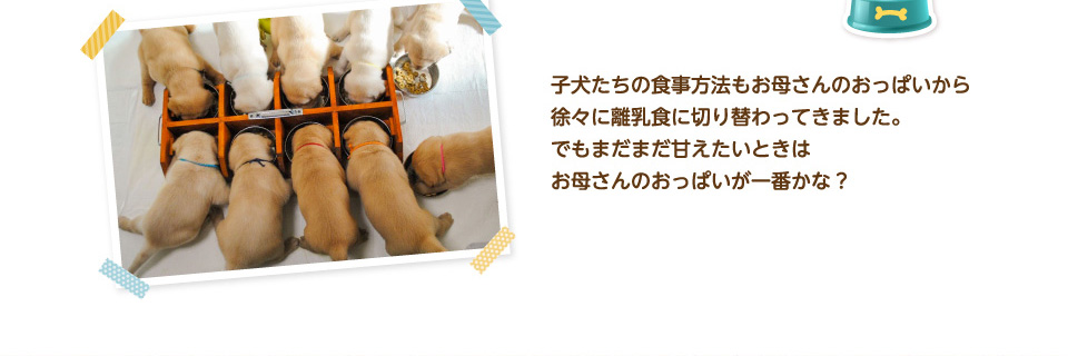 子犬たちの食事方法もお母さんのおっぱいから徐々に離乳食に切り替わってきました。
でもまだまだ甘えたいときはお母さんのおっぱいが一番かな?