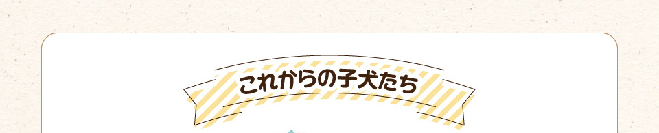 これからの子犬たち