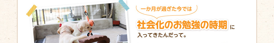 一か月が過ぎた今では社会化のお勉強の時期に入ってきたんだって。