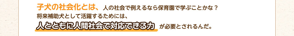 子犬の社会科とは、人の社会で例えるなら保育園で学ぶことかな?将来補助犬として活躍するためには、人とともに人間社会で対応できる力が必要とされるんだ。