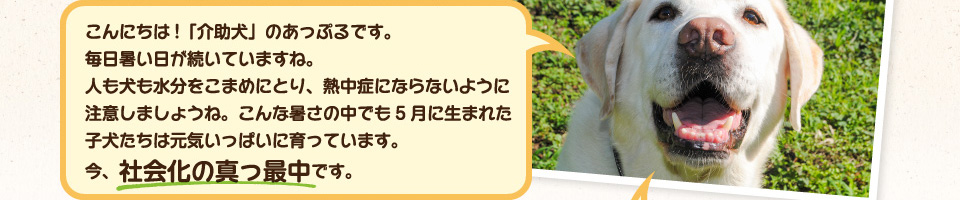 こんにちは!「介助犬」のあっぷるです。 毎日暑い日が続いていますね。人も犬も水分をこまめにとり、熱中症にならないように注意しましょうね。こんな暑さの中でも5月に生まれた子犬たちは元気いっぱいに育っています。今、社会化の真っ最中です。