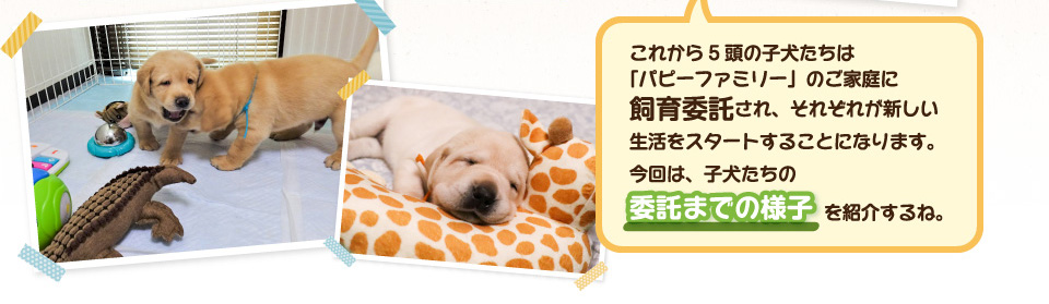これから5頭の子犬たちは「パピーファミリー」のご家庭に飼育委託され、それぞれが新しい生活をスタートすることになります。今回は子犬たちの委託までの様子を紹介するね。