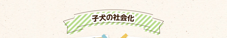 子犬の社会化