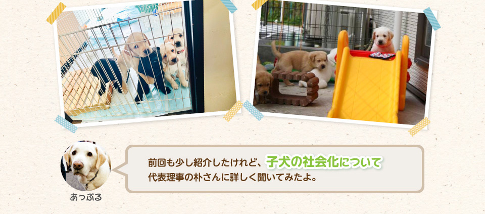 前回も少し紹介したけれど、子犬の社会化について代表理事の朴さんに詳しく聞いてみたよ。