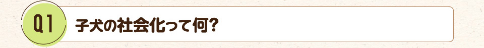 Q1.子犬の社会化って何?