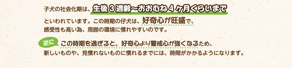 子犬の社会化期は、生後3週齢～おおむね4ヶ月くらいまでといわれています。この時期の仔犬は、好奇心が旺盛で、感受性も高い為、周囲の環境に慣れやすいのです。逆にこの時期を過ぎると、好奇心より警戒心が強くなる為、新しいものや、見慣れないものに慣れるまでには、時間がかかるようになります。