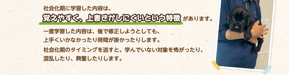 社会化期に学習した内容は、覚えやすく、上書きがしにくいという特徴があります。一度学習した内容は、後で修正しようとしても、上手くいかなかったり時間が掛かったりします。社会化期のタイミングを逃すと、学んでいない対象を怖がったり、混乱したり、興奮したりします。