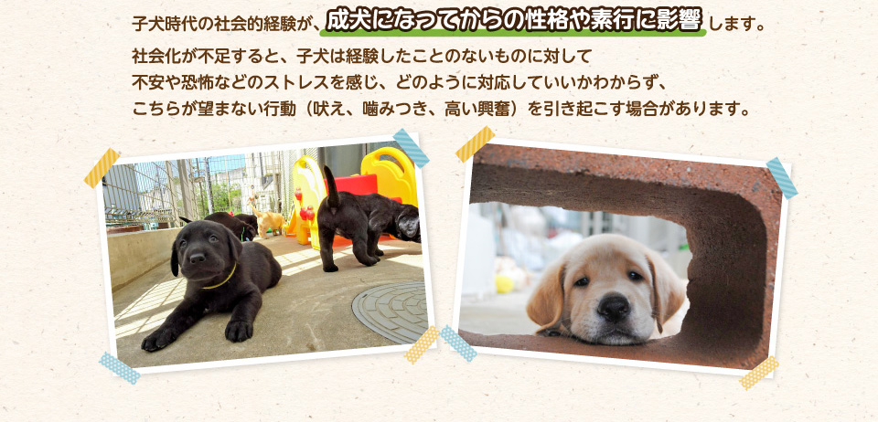 子犬時代の社会的経験が、成犬になってからの性格や素行に影響します。社会化が不足すると、子犬は経験したことのないものに対して不安や恐怖などのストレスを感じ、どのように対応していいかわからず、こちらが望まない行動（吠え、噛みつき、高い興奮）を引き起こす場合があります。