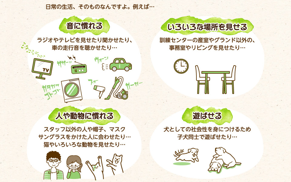 日常の生活、そのものなんですよ。例えば…音に慣れる：ラジオやテレビを見せたり聞かせたり、車の走行音を聴かせたり…。いろいろな場所を見せる：訓練センターの産室やグランド以外の、事務室やリビングを見せたり…。人や動物に慣れる：スタッフ以外の人や帽子、マスク、サングラスをかけた人に会わせたり…猫やいろいろな動物を見せたり…遊ばせる：犬としての社会性を身につけるため子犬同士で遊ばせたり…