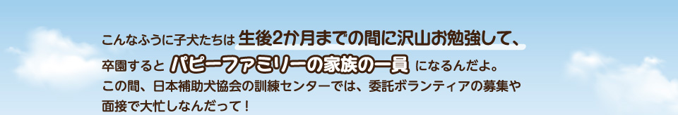 こんなふうに子犬たちは生後2か月までの間に沢山お勉強して、卒園するとパピーファミリーの家族の一員になるんだよ。この間、日本補助犬協会の訓練センターでは、委託ボランティアの募集や面接で大忙しなんだって!