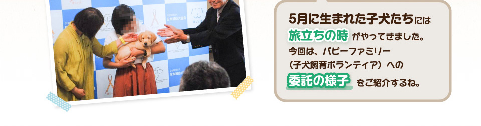 5月に生まれた子犬たちには、旅立ちの時がやってきました。今回は、パピーファミリー（子犬飼育ボランティア）への委託の様子をご紹介するね。