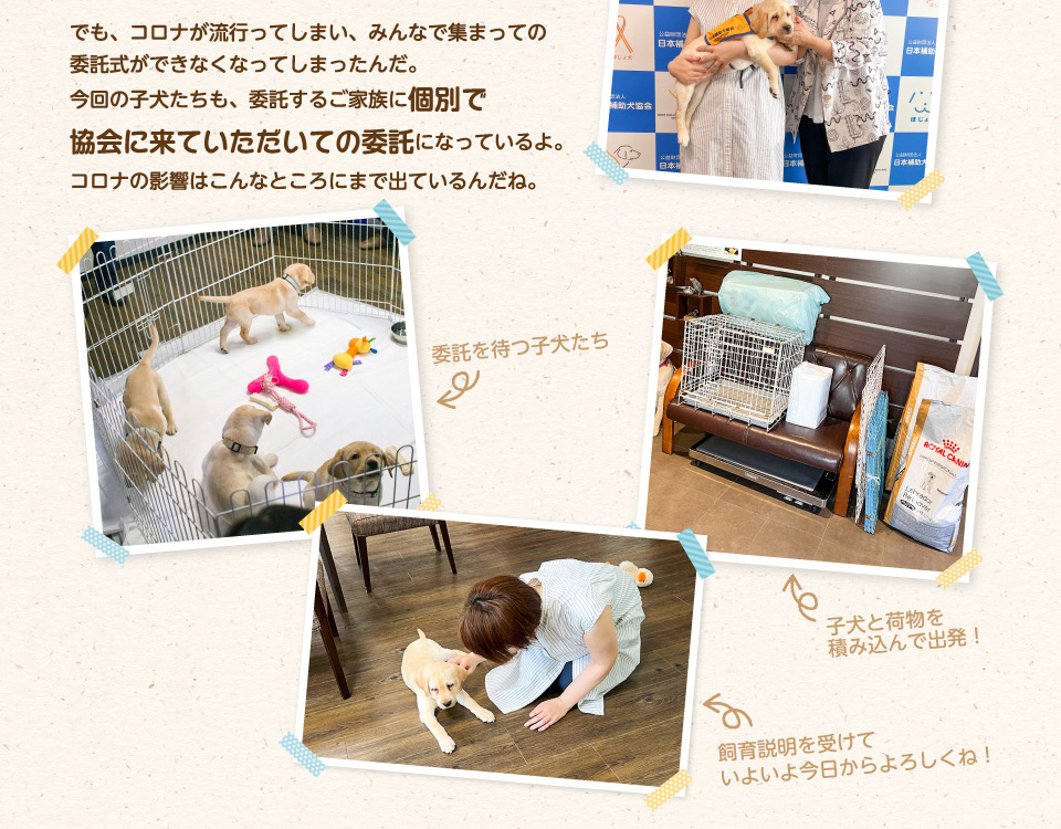 でも、コロナが流行ってしまい、みんなで集まっての委託式ができなくなってしまったんだ。今回の子犬たちも、委託するご家族に個別で協会に来ていただいての委託になっているよ。コロナの影響はこんなところにまで出ているんだね。