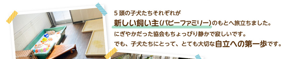5頭の子犬たちそれぞれが新しい飼い主（パピーファミリー）のもとへ旅立ちました。にぎやかだった協会もちょっぴり静かで寂しいです。でも、子犬たちにとって、とても大切な自立への第一歩です。