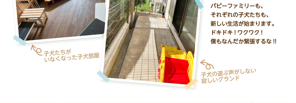 パピーファミリーも、それぞれの子犬たちも、新しい生活が始まります。ドキドキ!ワクワク!僕もなんだか緊張するな!!