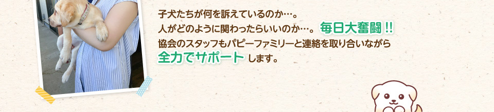 子犬たちが何を訴えているのか…。人がどのように関わったらいいのか…。毎日大奮闘!!協会のスタッフもパピーファミリーと連絡を取り合いながら全力でサポートします。