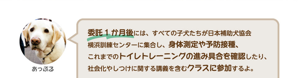 委託1か月後には、すべての子犬たちが日本補助犬協会横浜訓練センターに集合し、身体測定や予防接種、これまでのトイレトレーニングの進み具合を確認したり、社会化やしつけに関する講義を含むクラスに参加するよ。