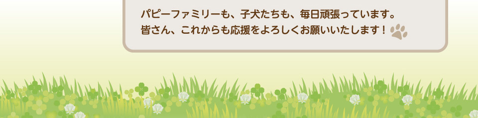 パピーファミリーも、子犬たちも、毎日頑張っています。皆さん、これからも応援をよろしくお願いいたします!
